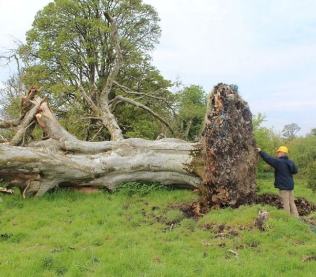 Foto por Marion Dowd